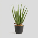 Kvet ALOE HomeYou.sk