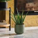 Kvet ALOE HomeYou.sk