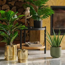 Kvet ALOE HomeYou.sk